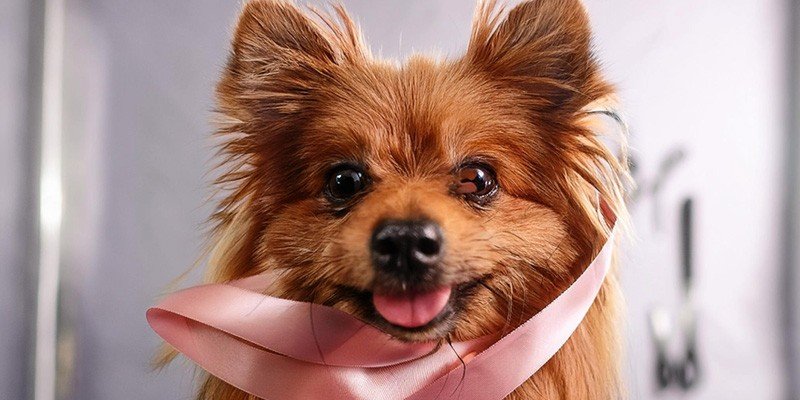 Pet Grooming Discount